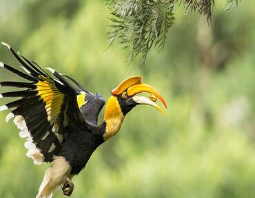 Bellanwila&mdash;Attidiya Bird Sanctuary