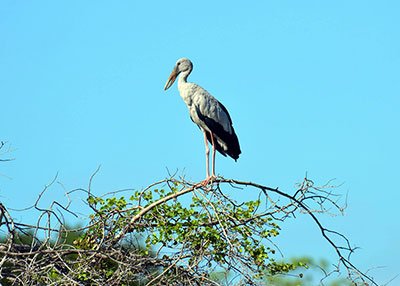 Gal Oya National Park