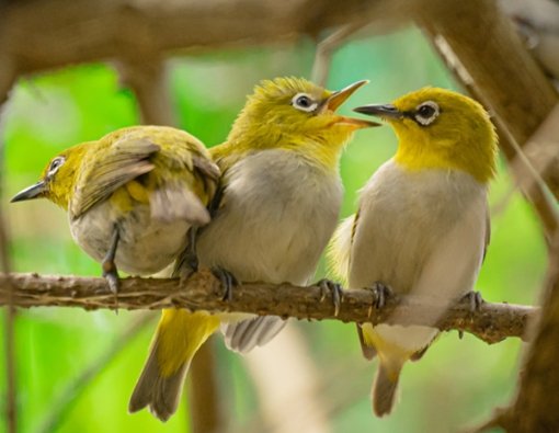 Kanneliya&mdash;Dediyagala&mdash;Nakiyadeniya Forest Reserve (KDN)
