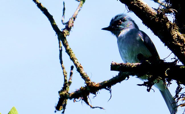 Knuckles Mountain Range