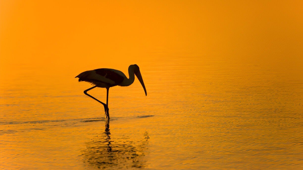 Mannar Bird Sanctuary