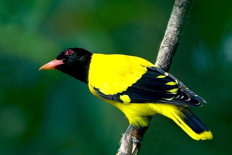 Mithirigala Forest Reserve