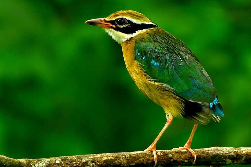 Salgala Forest Reserve