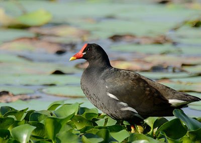 Talangama Wetland Bird Sanctuary
