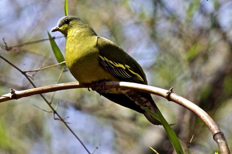 Victoria Dam and Victoria&mdash;Rantembe Sanctuary