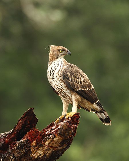Wilpattu National Park