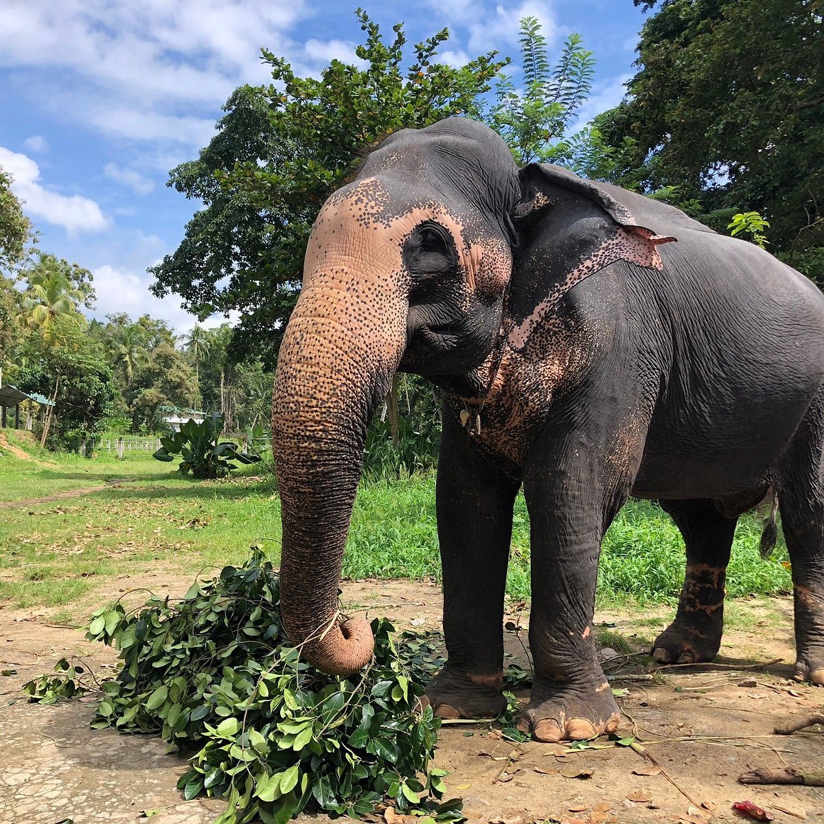 Millennium Elephant Foundation