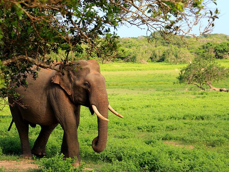 Yala National Park