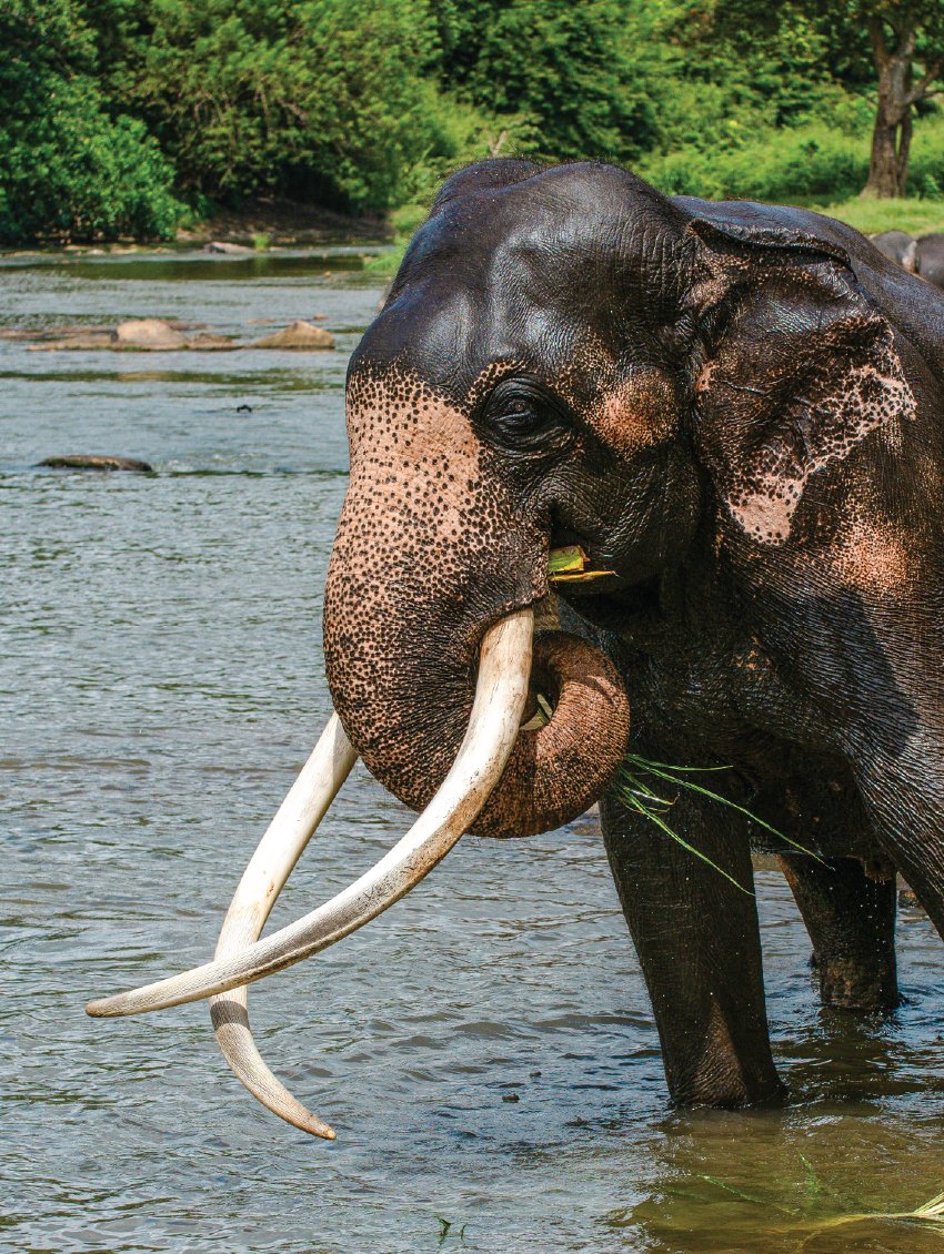 Elephant Experiences