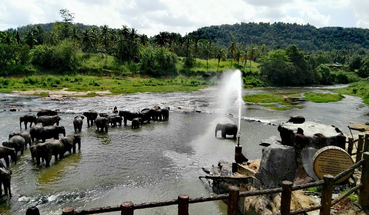 Pinnawala travel scene
