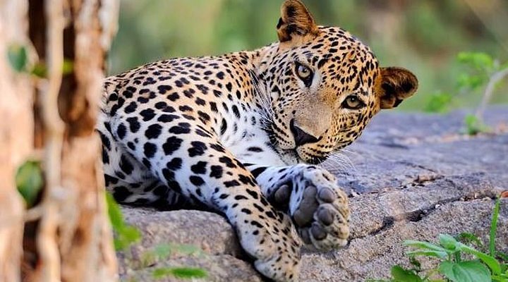 Gem City – Udawalawe – Sinharaja